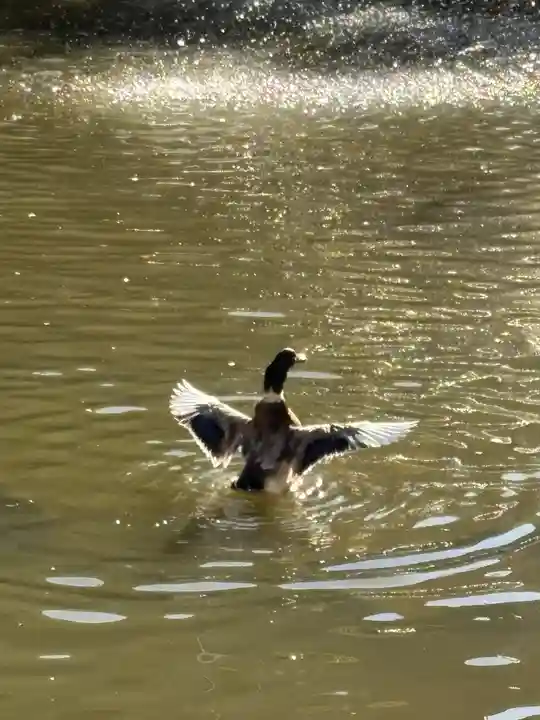 生田神社の庭園