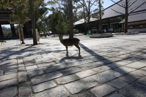 東大寺 法華堂（三月堂）の動物