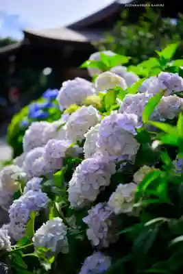 本郷氷川神社(東京都)