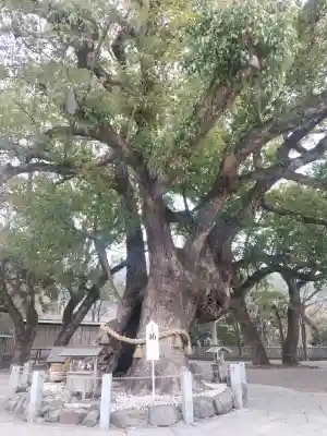 大麻比古神社の{uncategorized: "未分類", other: "その他", undefined: "問題あり", building: "その他建物", grave: "お墓", sacred_gate: "鳥居", guardian: "狛犬", statue: "像", buddha: "仏像", history: "歴史", nature: "自然", garden: "庭園", animal: "動物", pagoda: "塔", temizu: "手水舎", mountain_gate: "山門・神門", sanctuary: "本殿・本堂", subordinate: "末社・摂社", art: "芸術", scenery: "景色", jizo: "地蔵", ema: "絵馬", goshuin: "御朱印", omikuji: "おみくじ", items: "授与品その他", amulet: "お守り", goshuincho: "御朱印帳", eats: "食事", festival: "お祭り", votive_dance: "神楽", shichigosan: "七五三参", wedding: "結婚式", experience: "体験その他", initially: "初詣", around: "周辺", anti_infection: "感染症対策"}