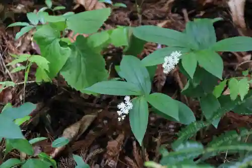 堂山王子神社の自然