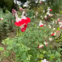 豊景神社の自然