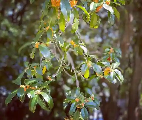 神炊館神社 ⁂奥州須賀川総鎮守⁂の御朱印