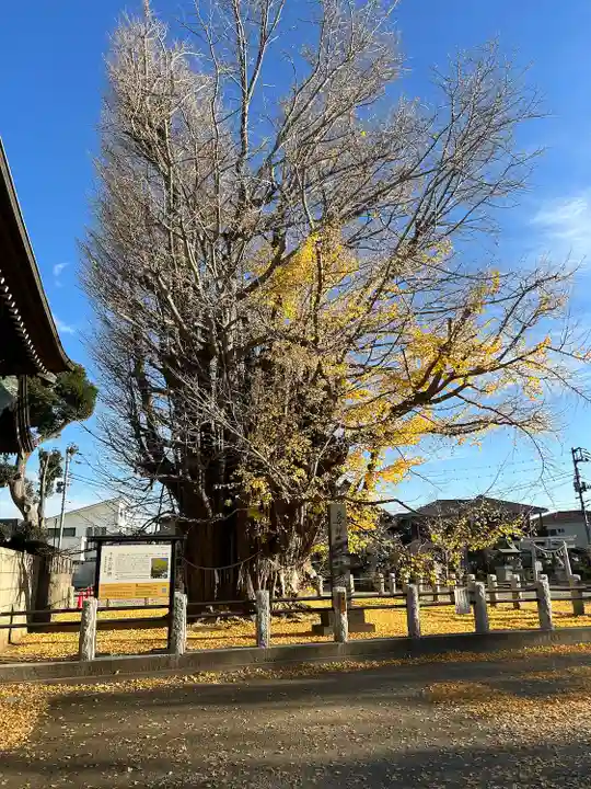 葛飾八幡宮(千葉県)