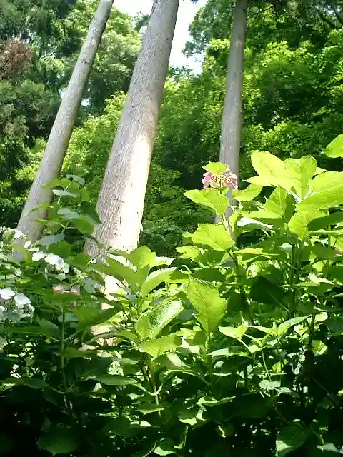 御霊神社の自然