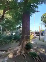 北本氷川神社の自然