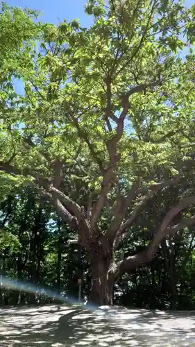 相馬神社の自然