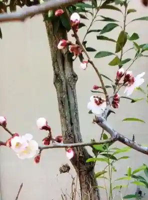 本郷氷川神社(東京都)