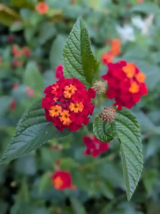 鷺宮八幡神社(東京都)