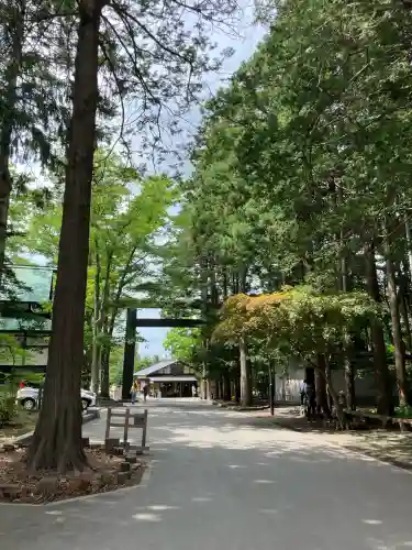 北海道神宮の鳥居