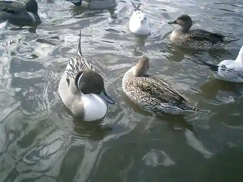 鶴岡八幡宮の動物