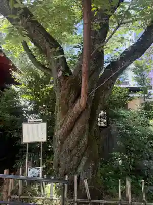 金王八幡宮の{uncategorized: "未分類", other: "その他", undefined: "問題あり", building: "その他建物", grave: "お墓", sacred_gate: "鳥居", guardian: "狛犬", statue: "像", buddha: "仏像", history: "歴史", nature: "自然", garden: "庭園", animal: "動物", pagoda: "塔", temizu: "手水舎", mountain_gate: "山門・神門", sanctuary: "本殿・本堂", subordinate: "末社・摂社", art: "芸術", scenery: "景色", jizo: "地蔵", ema: "絵馬", goshuin: "御朱印", omikuji: "おみくじ", items: "授与品その他", amulet: "お守り", goshuincho: "御朱印帳", eats: "食事", festival: "お祭り", votive_dance: "神楽", shichigosan: "七五三参", wedding: "結婚式", experience: "体験その他", initially: "初詣", around: "周辺", anti_infection: "感染症対策"}