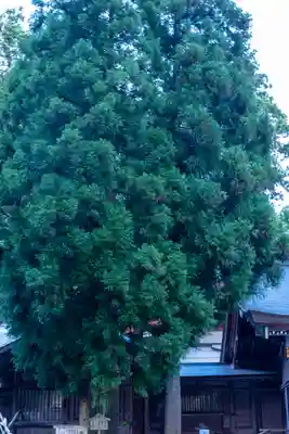 白山比咩神社(石川県)