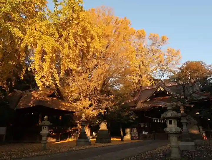 玉敷神社の自然