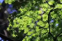 多賀神社の自然