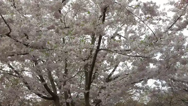 青森縣護國神社の自然