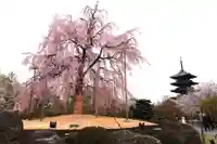 東寺(教王護国寺)(京都府)