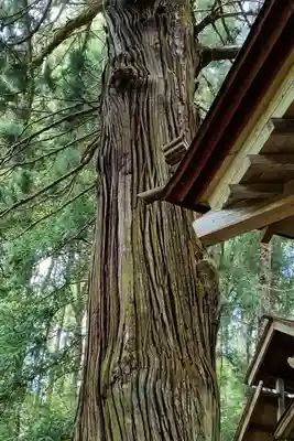 古殿八幡神社の自然