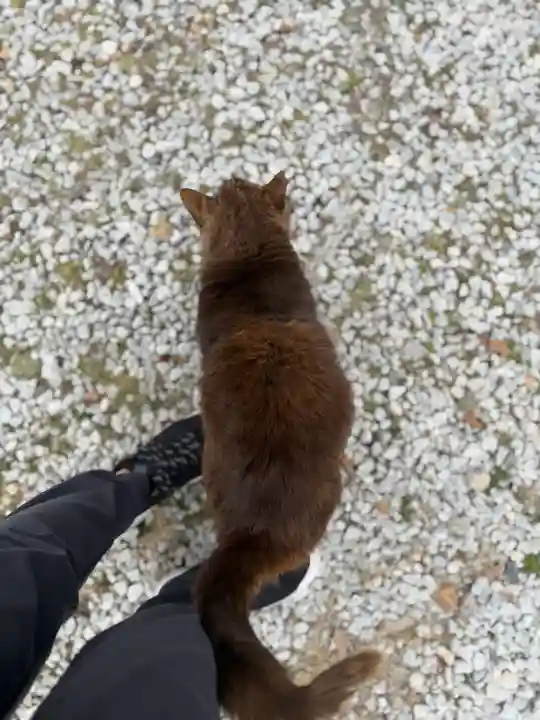 年毛神社の{uncategorized: "未分類", other: "その他", undefined: "問題あり", building: "その他建物", grave: "お墓", sacred_gate: "鳥居", guardian: "狛犬", statue: "像", buddha: "仏像", history: "歴史", nature: "自然", garden: "庭園", animal: "動物", pagoda: "塔", temizu: "手水舎", mountain_gate: "山門・神門", sanctuary: "本殿・本堂", subordinate: "末社・摂社", art: "芸術", scenery: "景色", jizo: "地蔵", ema: "絵馬", goshuin: "御朱印", omikuji: "おみくじ", items: "授与品その他", amulet: "お守り", goshuincho: "御朱印帳", eats: "食事", festival: "お祭り", votive_dance: "神楽", shichigosan: "七五三参", wedding: "結婚式", experience: "体験その他", initially: "初詣", around: "周辺", anti_infection: "感染症対策"}