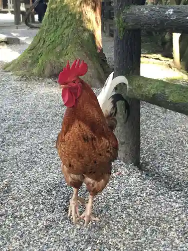 石上神宮の動物