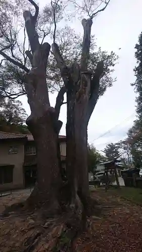 諏訪大社上社前宮の自然