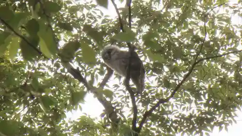 野木神社の動物