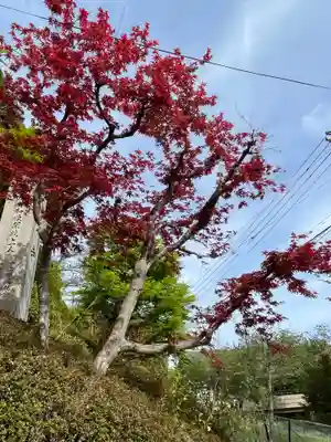 大仙寺(京都府)