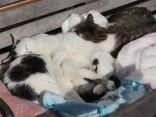 御誕生寺（猫寺）(福井県)