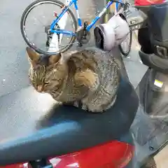 小野照崎神社の動物