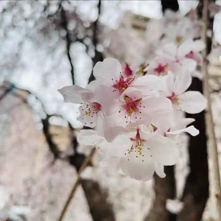 頂法寺(六角堂)(京都府)
