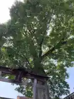 浅間神社の{uncategorized: "未分類", other: "その他", undefined: "問題あり", building: "その他建物", grave: "お墓", sacred_gate: "鳥居", guardian: "狛犬", statue: "像", buddha: "仏像", history: "歴史", nature: "自然", garden: "庭園", animal: "動物", pagoda: "塔", temizu: "手水舎", mountain_gate: "山門・神門", sanctuary: "本殿・本堂", subordinate: "末社・摂社", art: "芸術", scenery: "景色", jizo: "地蔵", ema: "絵馬", goshuin: "御朱印", omikuji: "おみくじ", items: "授与品その他", amulet: "お守り", goshuincho: "御朱印帳", eats: "食事", festival: "お祭り", votive_dance: "神楽", shichigosan: "七五三参", wedding: "結婚式", experience: "体験その他", initially: "初詣", around: "周辺", anti_infection: "感染症対策"}