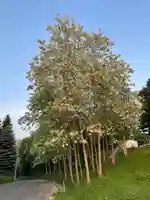 上野幌神社(北海道)
