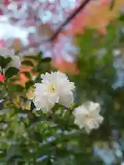 志波彦神社・鹽竈神社の自然