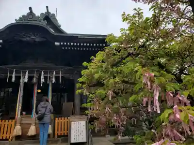桜神宮(東京都)