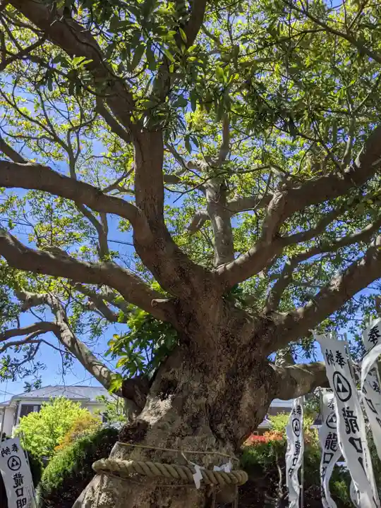 龍口明神社の自然