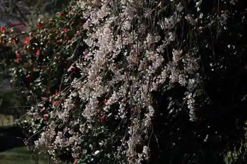 田村神社の自然