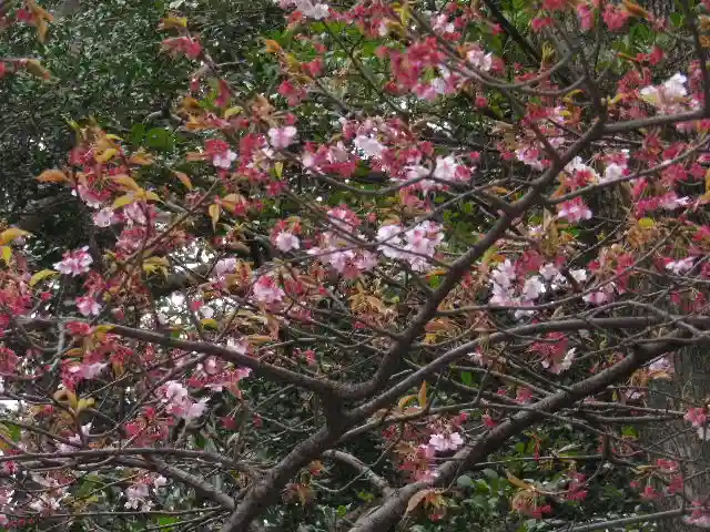 鶴岡八幡宮の自然