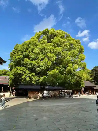 明治神宮の自然
