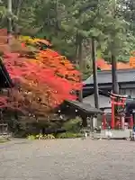 本日の紅葉です