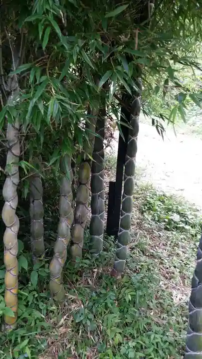 三ケ所神社の自然