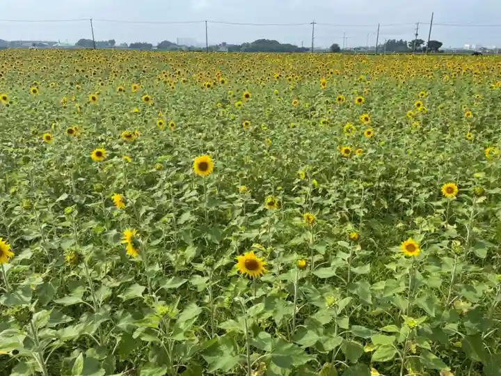 下野 星宮神社の自然