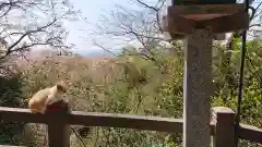 唐澤山神社の動物