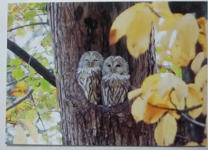 市来知神社の動物