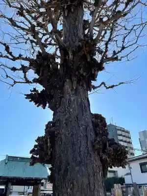 本榮寺（本栄寺）(東京都)