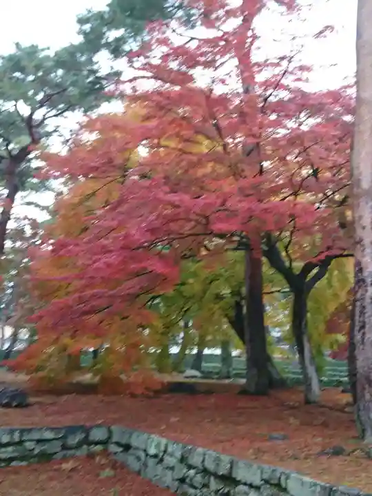相国寺(相国承天禅寺)の自然