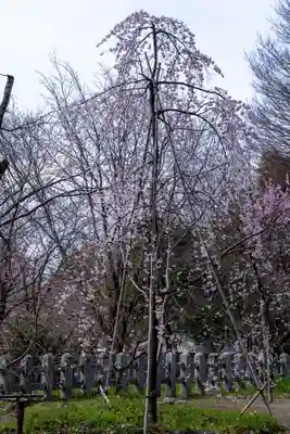 平野神社(京都府)