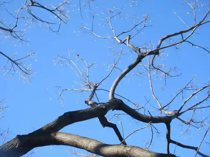 吉祥寺(東京都)