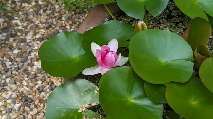 勝林寺(京都府)