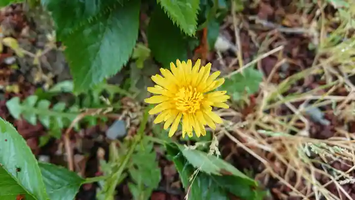 水神社(中瀬町)の自然
