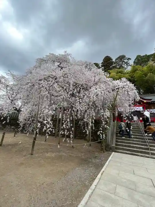 小川諏訪神社の自然